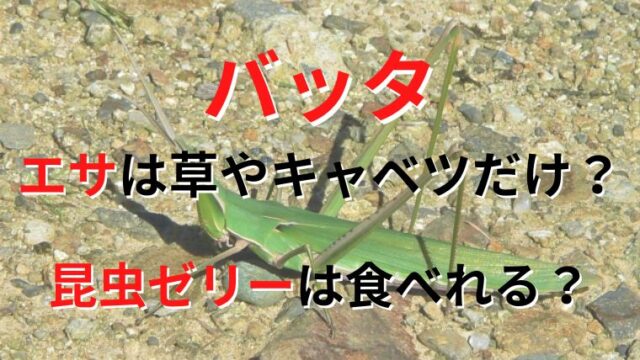 バッタのエサは草やキャベツの野菜だけで昆虫ゼリーは食べるの？食べないでも生きていけるか解説！