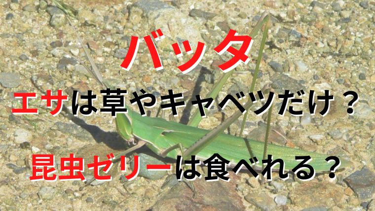 バッタのエサは草やキャベツの野菜だけで昆虫ゼリーは食べるの？食べないでも生きていけるか解説！