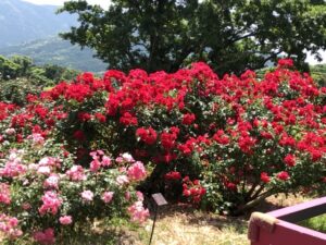 鹿屋バラ園開花状況