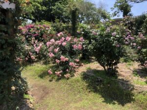 鹿屋バラ園開花状況