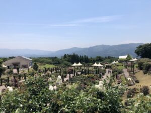 鹿屋バラ園開花状況