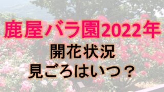 鹿屋バラ園2022年の開花状況や見ごろはいつ？アジサイもキレイ！